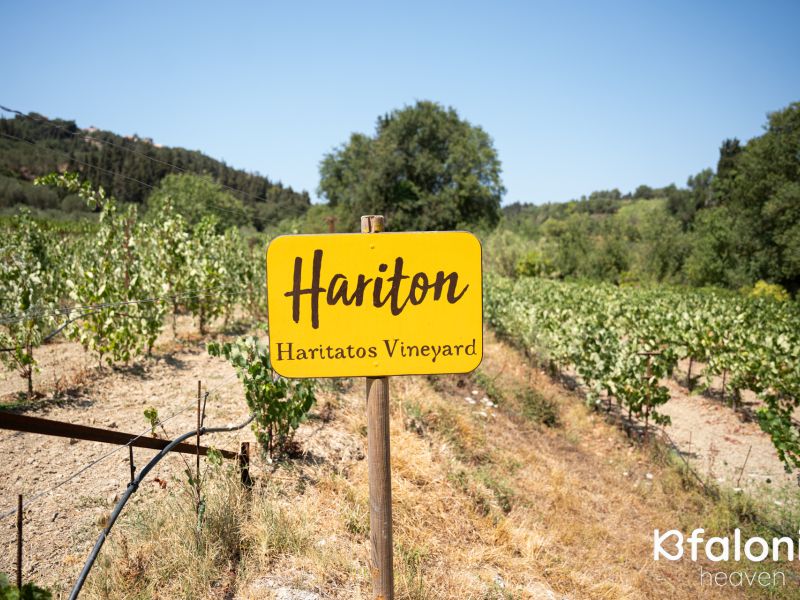 xaritatos 16 067557bc