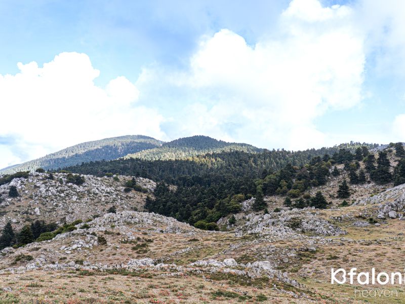 aenos 09 0729cc2b
