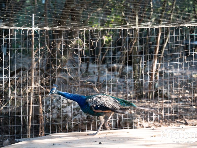 odysseas zoo land 008 179b4aad