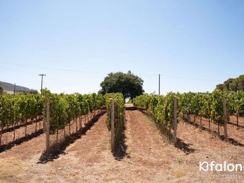 gentilini 01 1e385611