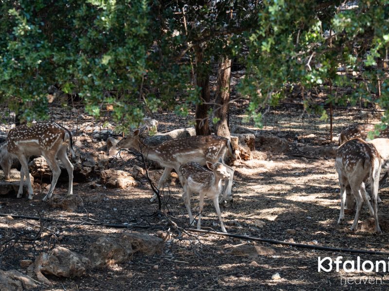 odysseas zoo land 029 25914c56