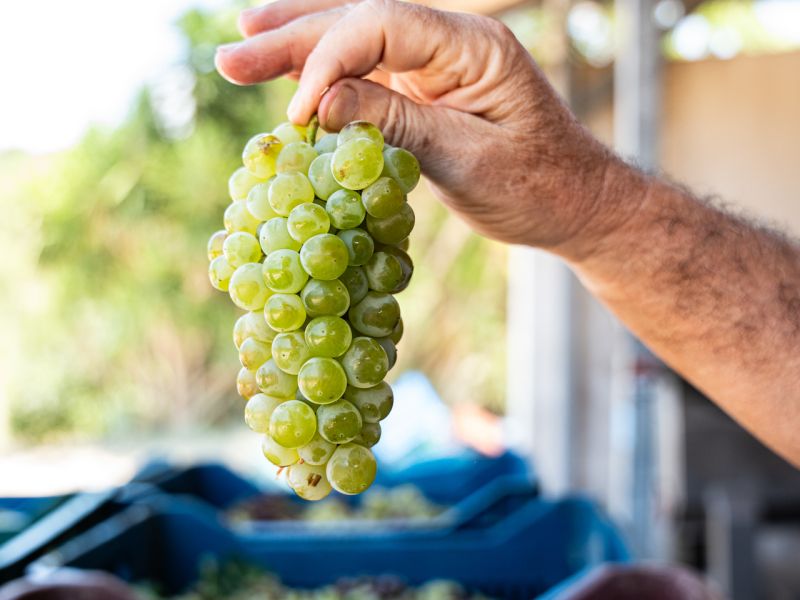 xaritatos 13 529dd5e7