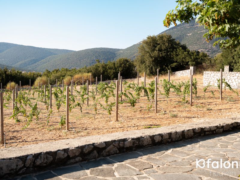 orealios 01 5bd93538