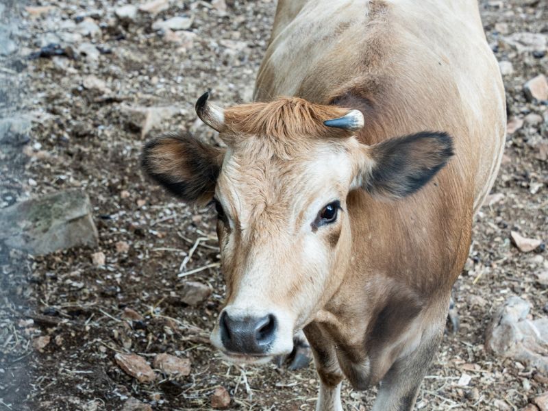 odysseas zoo land 013 7acda4fe