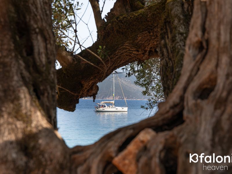 paral xorgota 05 8232dd85