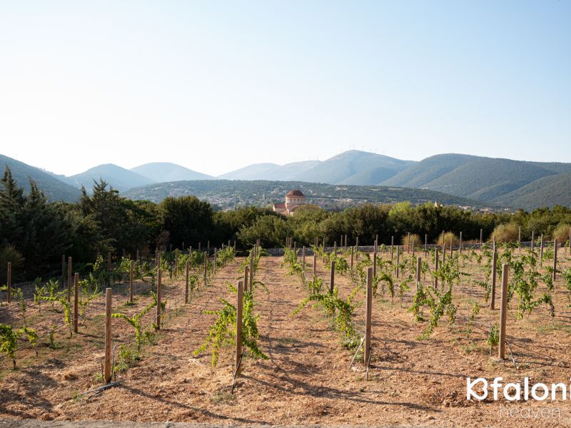 orealios 04 884e1381