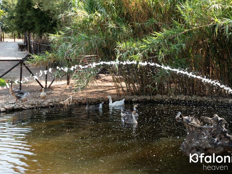 odysseas zoo land 030 8f6316c7