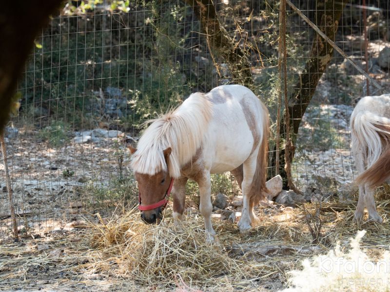 odysseas zoo land 028 94a32b49