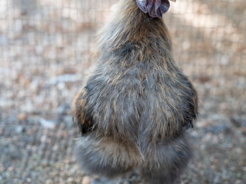 odysseas zoo land 007 9e63742e