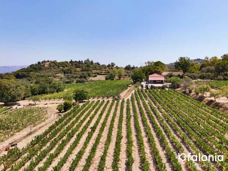 xaritatos 01 9ffffa55