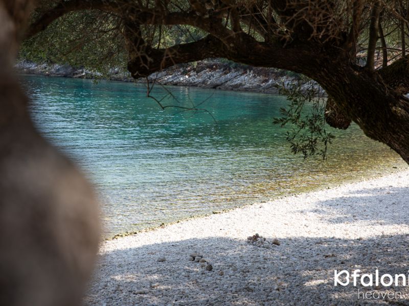 paral xorgota 06 a1382126