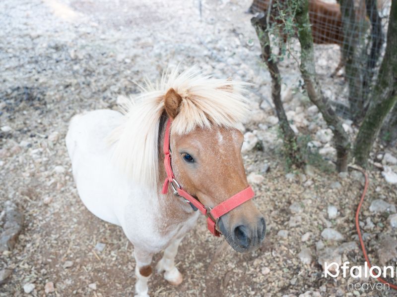 odysseas zoo land 012 a5e3c236