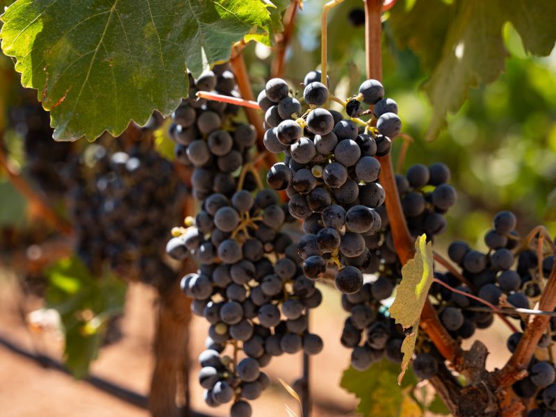 gentilini 02 aae0733a