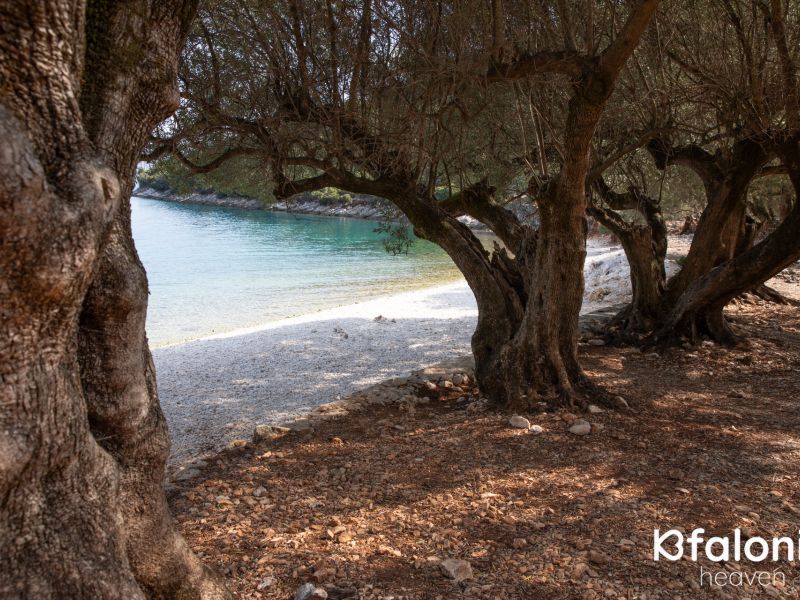 paral xorgota 04 b312da61