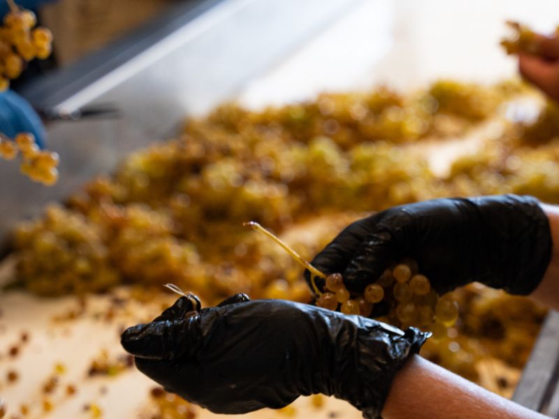 petrakopoulos 04 c27af34b