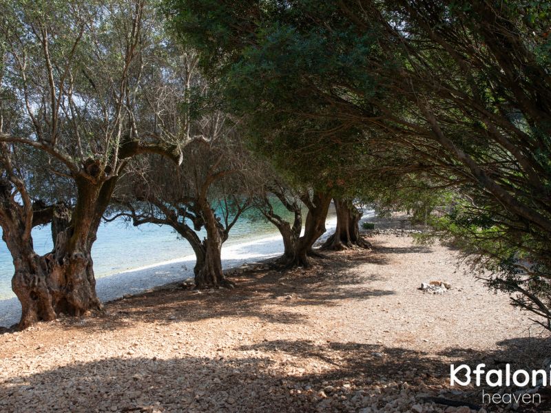 paral xorgota 03 ce508dd4