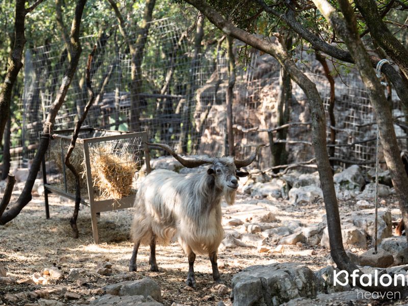 odysseas zoo land 023 e3799b2d