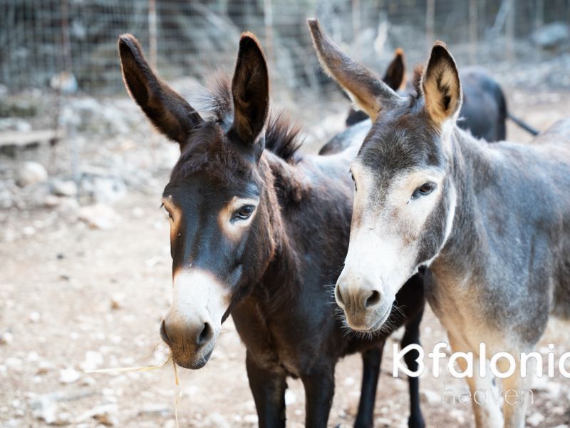 odysseas zoo land 009 ea2e338d