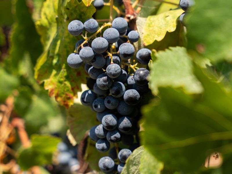 xaritatos 15 ee8711c2